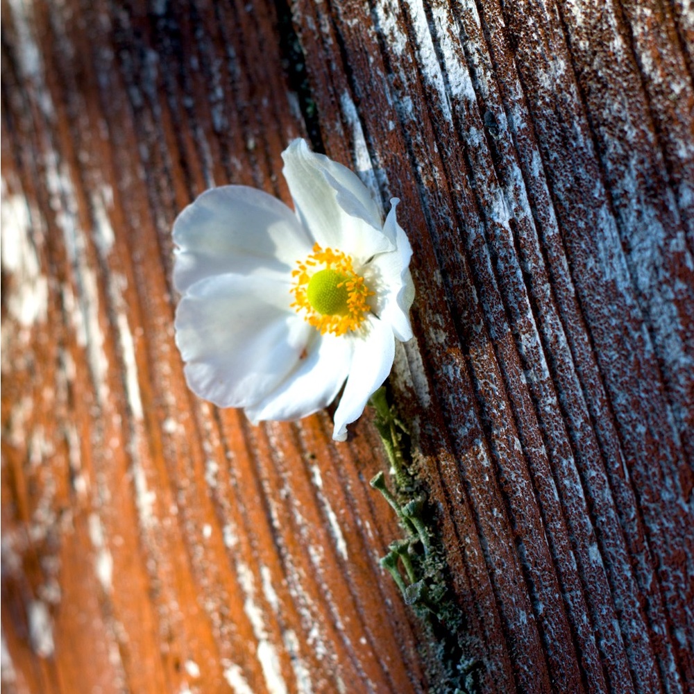 Meet your Posher, Elisa